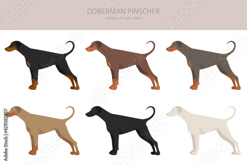 Doberman pinscher dogs clipart. Different poses, coat colors set