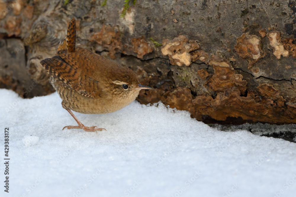 Obraz premium Troglodytes troglodytes