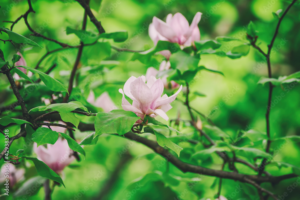 Magnolia spring flowers Magnolia spring flowers