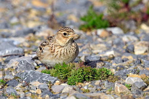 Skylark // Feldlerche (Alauda arvensis) photo