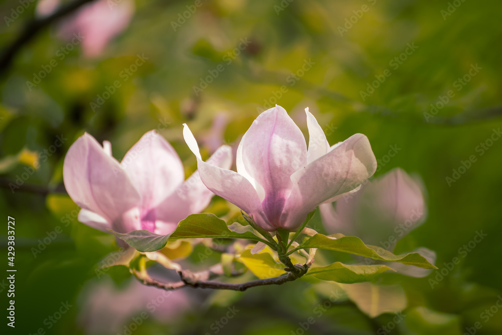 Magnolia spring flowers