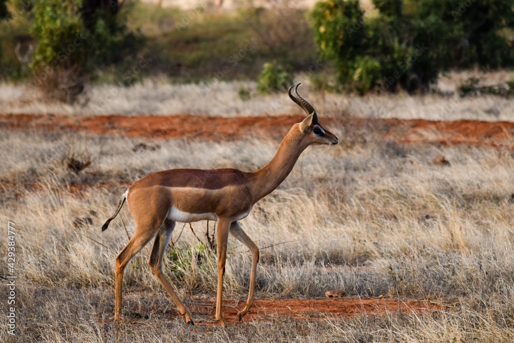 portrait of waller's gazelle in the savannah portrait of waller's gazelle in the savannah
