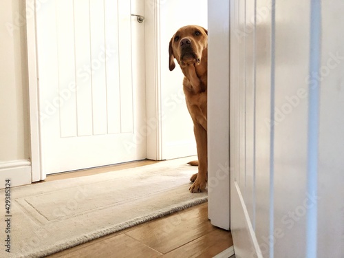 Canvas-taulu A nervous, anxious or worried dog