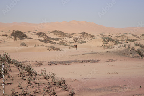 jackals walk through the Namib desert to Sandwich Harbor
