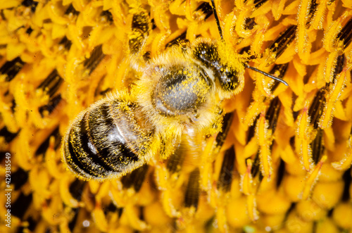 Macro shot of bee pollinating in sunflower..