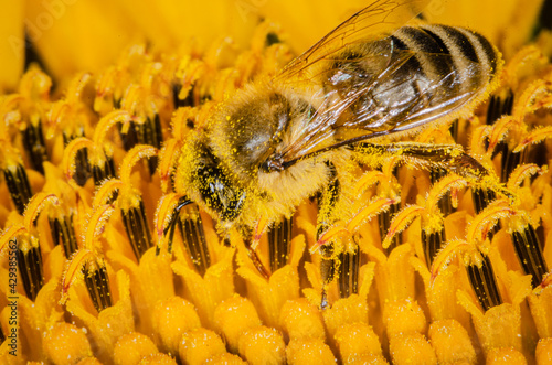 Above view of bee pollinating in sunflower.