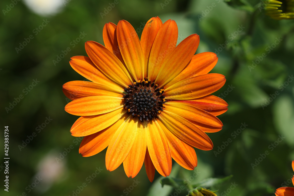 Osteospermum Osteospermum