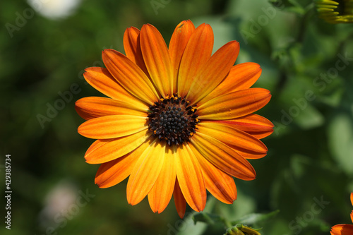 Osteospermum