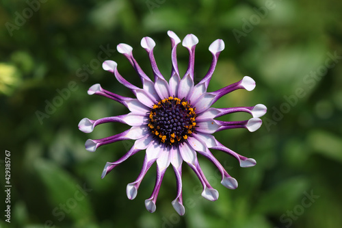 Osteospermum