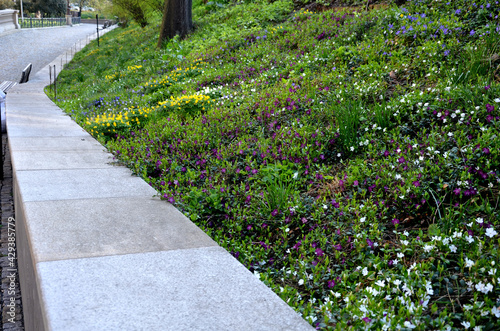 bench at a retaining wall in a park of black bushes early spring perennials on a high flowerbed path of granite cubes photo