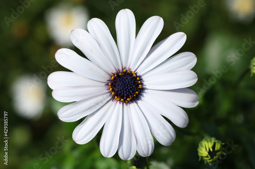 Osteospermum
