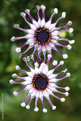 Osteospermum