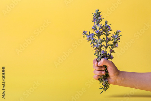 The lavender plant is held by a child's hand on a beautiful yellow background. Bouquet of lavender decoration.