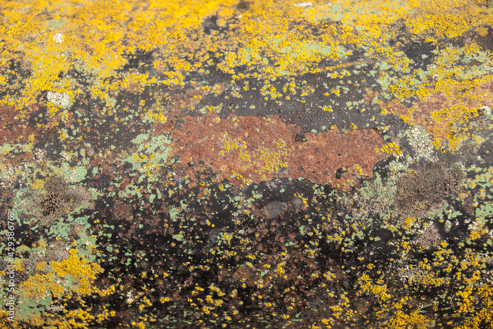 Closeup on rusted surface with yellow lichen