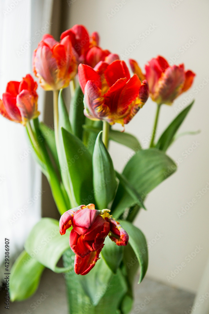 Red tulips stand in a vase on the window Red tulips stand in a vase on the window