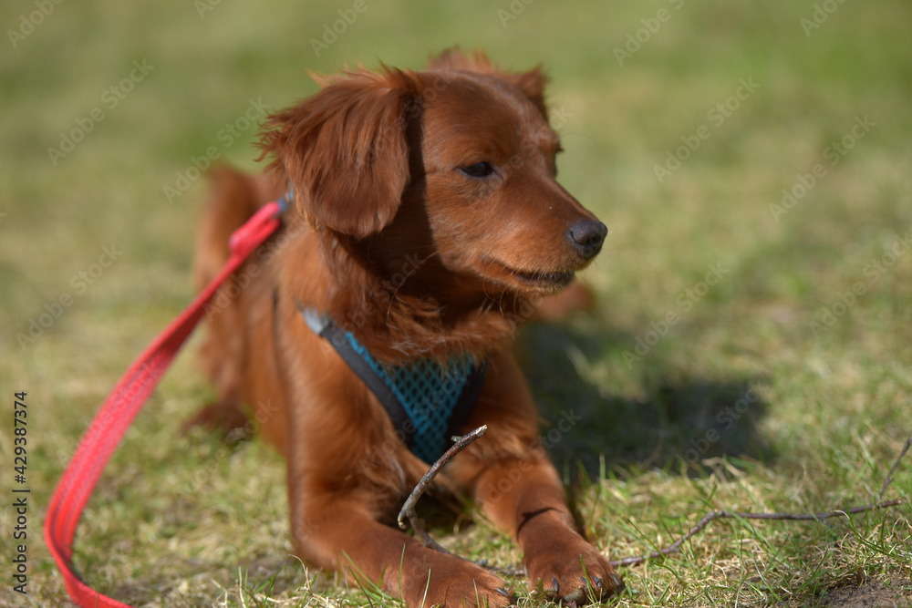 Small ginger dog of the Nevskaya Orchid breed