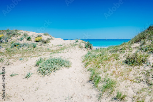 Sand dunes with plants by the sea in a protected natural area in El Saler, Valencia.