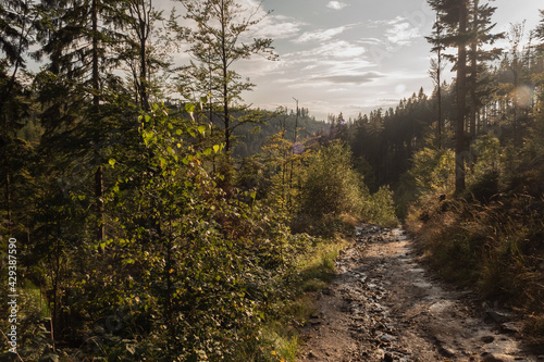 Empty road through the forest in the mountains. Sunny autumn day