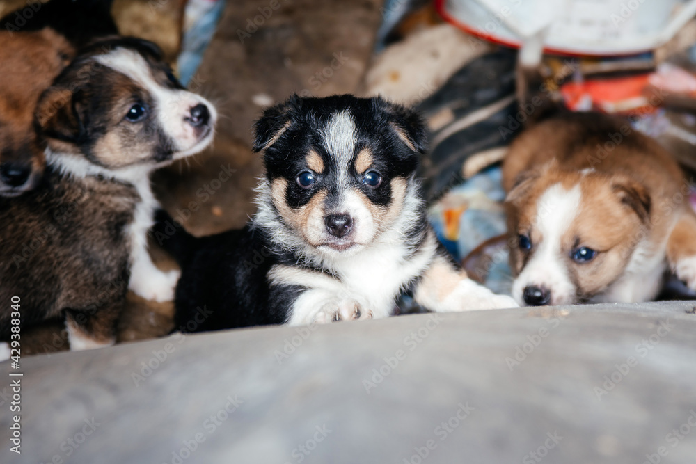 Stray puppies at the junkyard. Stray puppies at the junkyard.