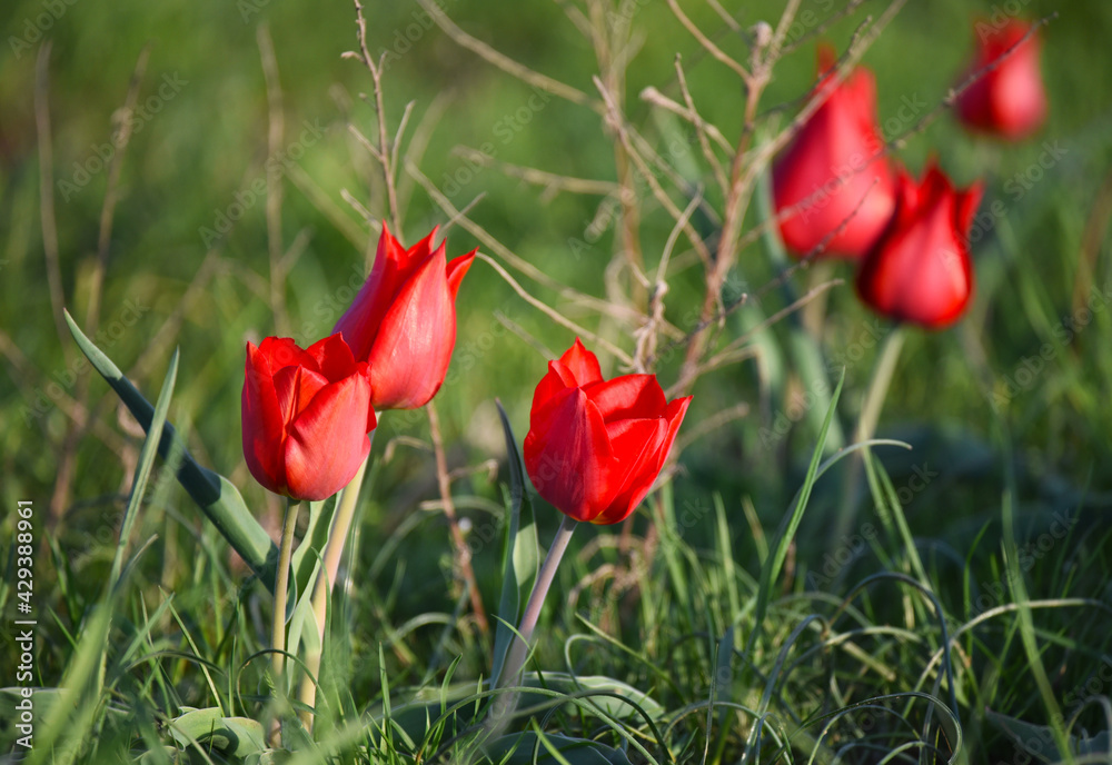 Blooming wild red and yellow tulips in green grass in spring steppe in Kalmykia Blooming wild red and yellow tulips in green grass in spring steppe in Kalmykia