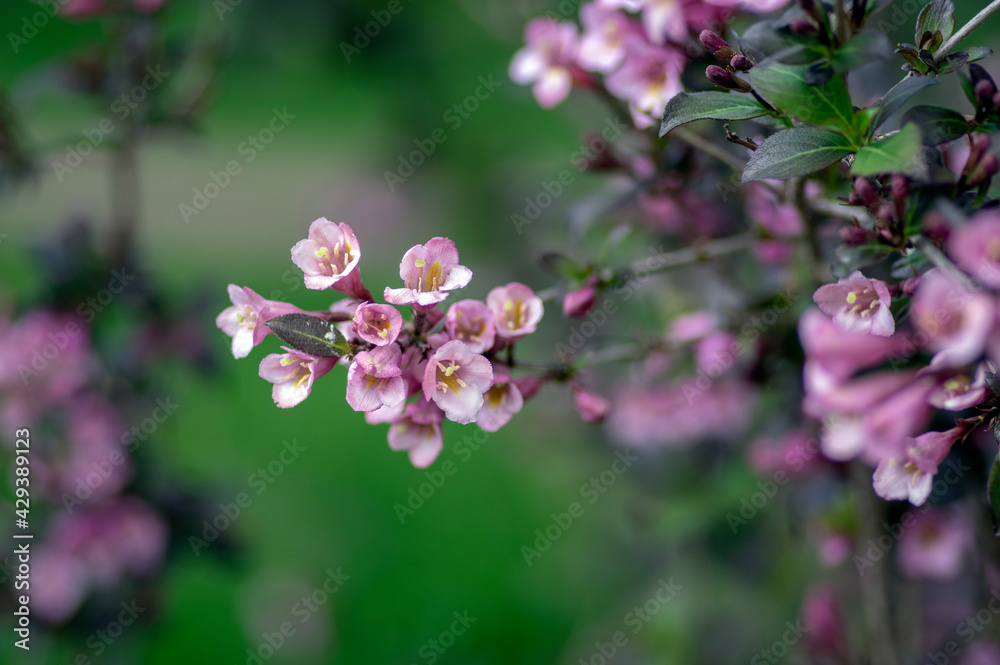 Weigela florida tango cultivated small flowering shrub, purple pink small flowers in bloom on branches Weigela florida tango cultivated small flowering shrub, purple pink small flowers in bloom on branches