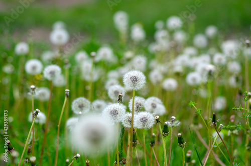 Common dandelion Taraxacum officinale faded flowers looks like snow ball, ripe cypselae fruits photo