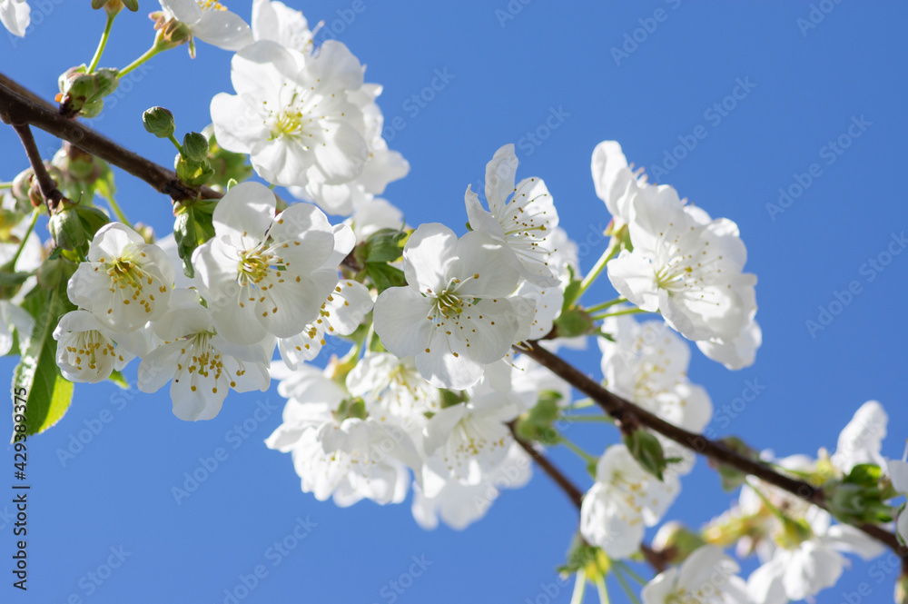 Prunus cerasus flowering tree flowers, group of beautiful white petals tart dwarf cherry flowers in bloom