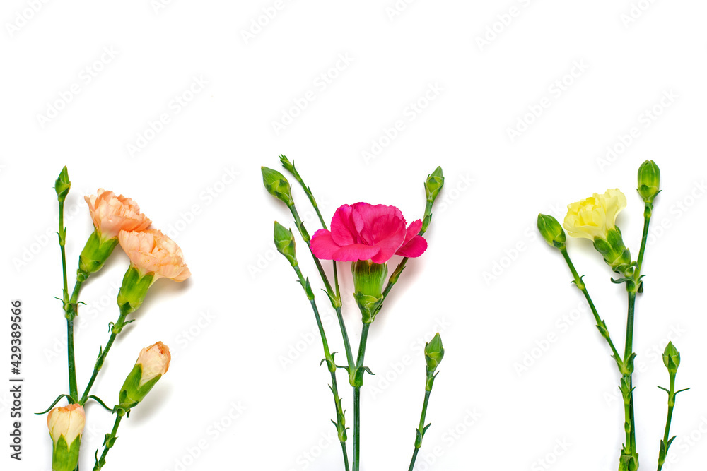 bouquet of pink carnation flower isolated on white background Top view Flat lay Holiday card 8 March, Happy Valentine's day, Mother's, Memorial, Teacher's day concept Copy space