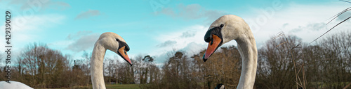 Foto Large White British Mute Swan Swans pair low water level view close up macro pho