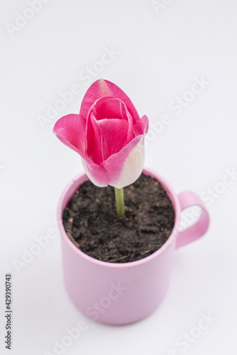 Beautiful tulip flower in a plastic decorative cup on a white background. Spring tulip flower. Home docoration photo.