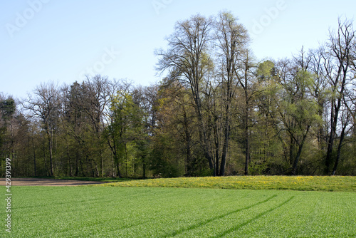 Canola field in the sun with forest in the background at springtime morning. Photo taken April 21st, 2021, Zurich, Switzerland. © Michael Derrer Fuchs