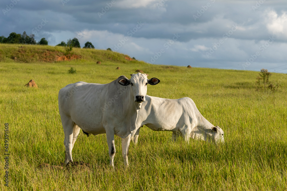 Nelore cattle in the farm pasture Nelore cattle in the farm pasture