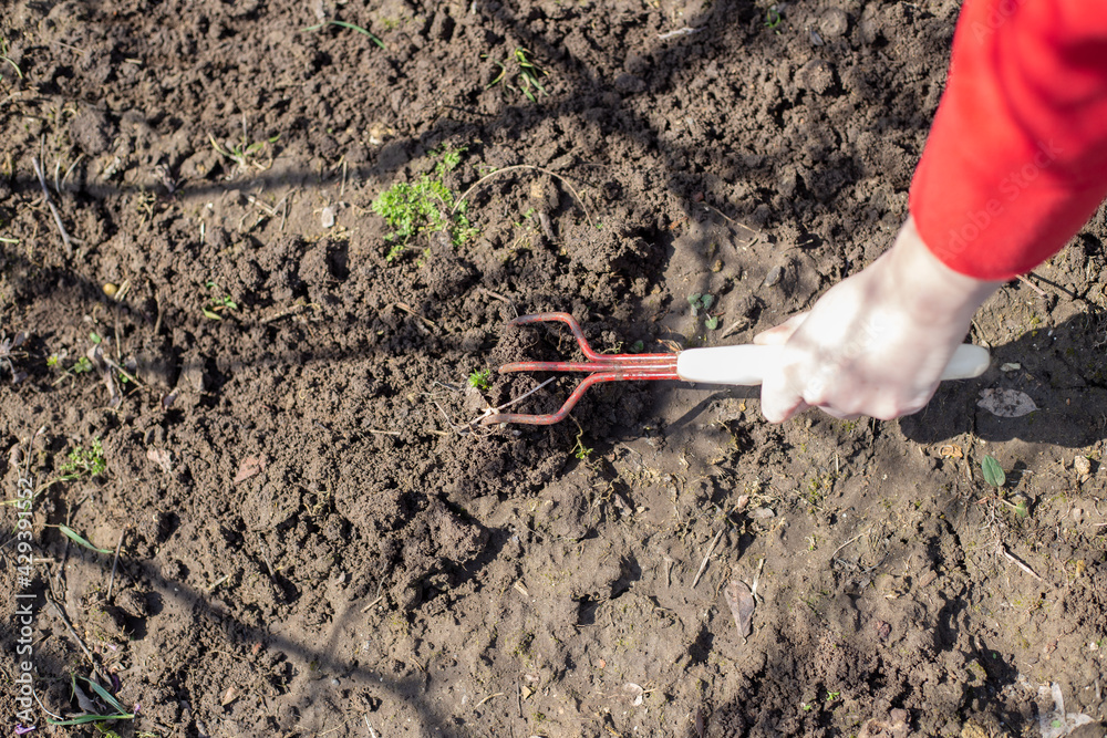 Agriculture in spring. A woman with small rake loose ground for planting plant seeds Agriculture in spring. A woman with small rake loose ground for planting plant seeds