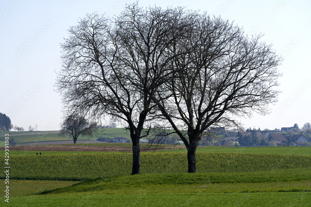 Trees on meadow in the backlight at springtime. Photo taken April 21st, 2021, Zurich, Switzerland. Trees on meadow in the backlight at springtime. Photo taken April 21st, 2021, Zurich, Switzerland.