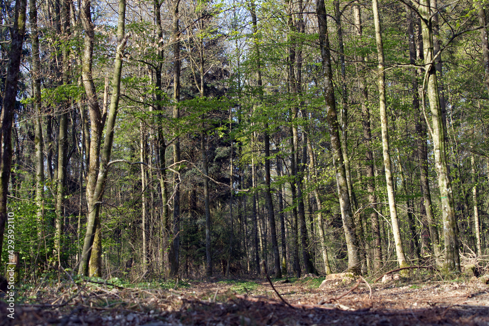 Obraz premium Wood at City of Zurich near Katzensee (cat lake) at springtime. Photo taken April 2st, 2021, Zurich, Swizterland.