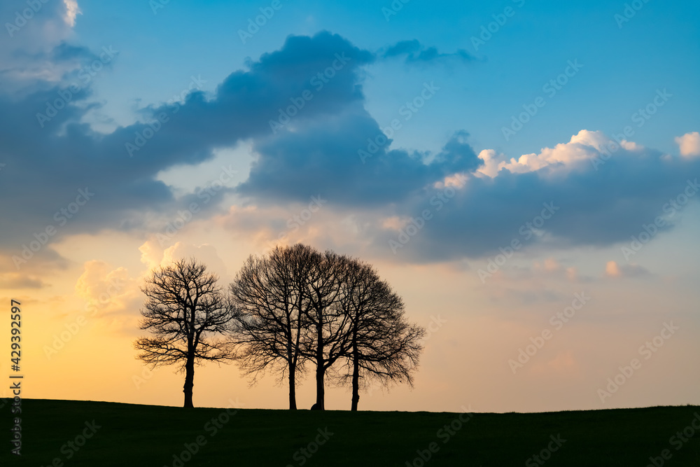 Fototapeta premium Vier Bäume Silhouetten Sonnenuntergang Äste Zweige Gruppe Dämmerung Farbverlauf Himmel bunt Sonne Deutschland Idyll Sauerland Iserlohn Ruhrgebiet Liebe Landschaft romantisch Frühling Natur Schwerte 