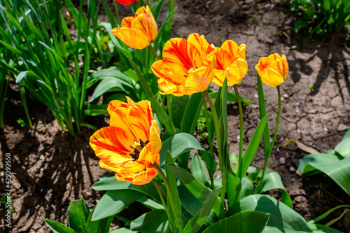 Close up of many delicate vivid yellow and red tulips in full bloom in a sunny spring garden, beautiful outdoor floral background photographed with soft focus.