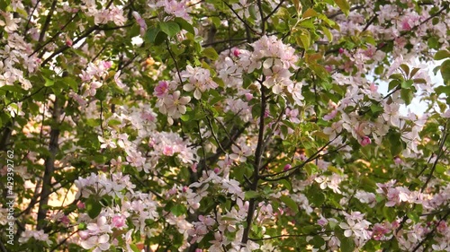 Southern Urals. Blooming apple tree Nedzvetskogo (Malus niedzwetzkyana). photo