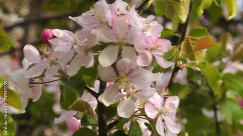 Southern Urals. Blooming apple tree Nedzvetskogo (Malus niedzwetzkyana). photo