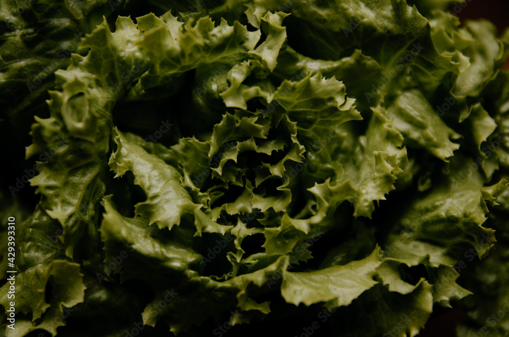 Detalle de lechuga verde