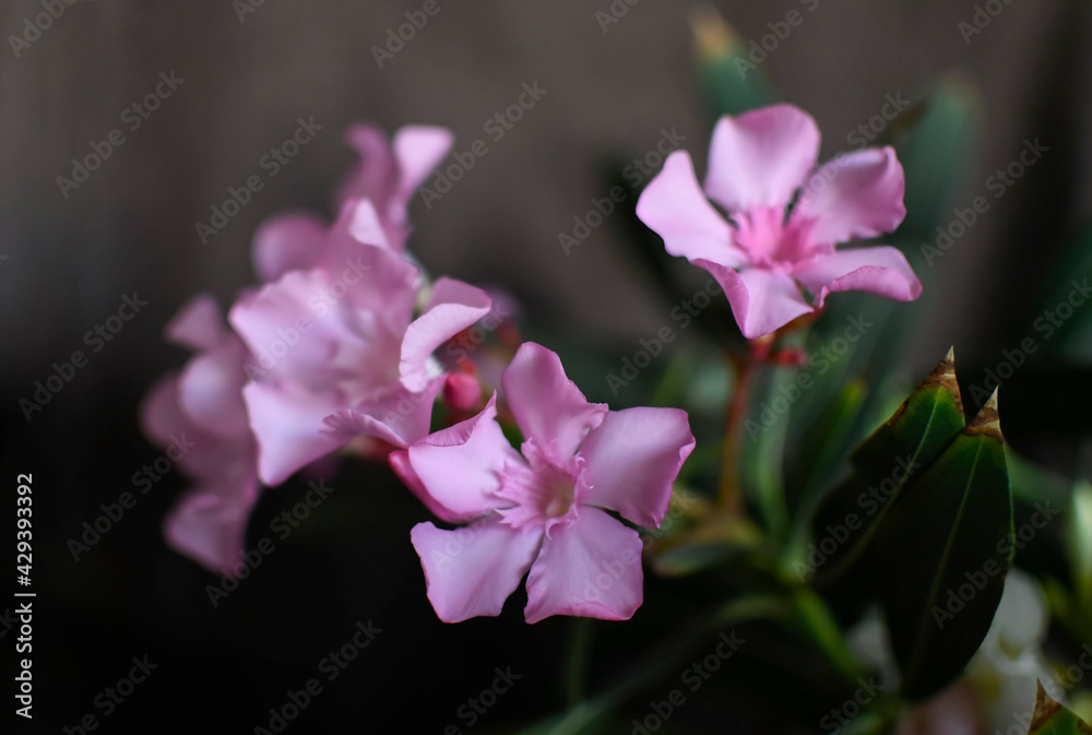 Fototapeta premium Blooming pink buds of tropical flowers. Color brushes on a dark background. Close-up.