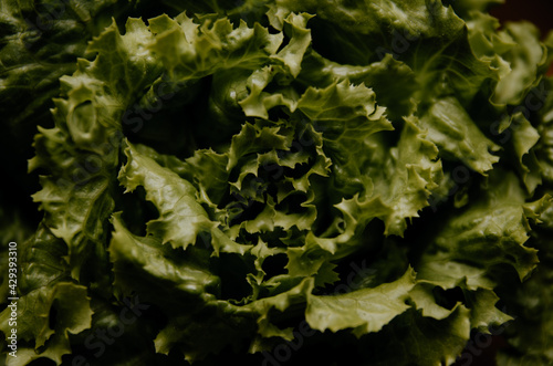 Obraz na płótnie Detalle de lechuga verde w salonie