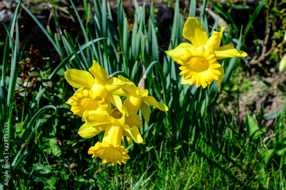 Close up of many delicate yellow daffodil flowers in full bloom with blurred green grass, in a sunny spring garden, beautiful outdoor floral background photographed with soft focus. Close up of many delicate yellow daffodil flowers in full bloom with blurred green grass, in a sunny spring garden, beautiful outdoor floral background photographed with soft focus.
