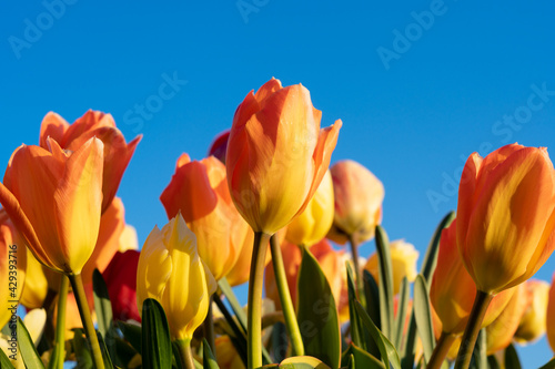 Orange and yellow bi-color tulips on field in Holland with a blue sky. Blurred background.