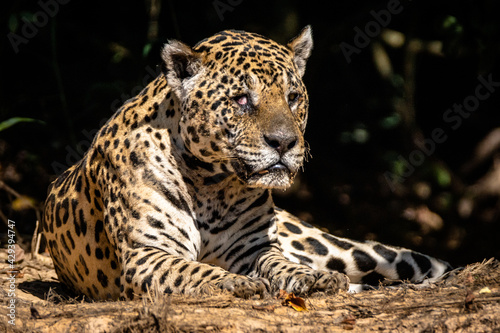 Jaguar   On  a Pintada  Panthera onca 