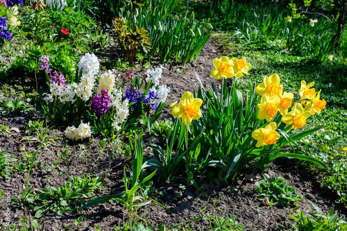 Fototapeta Naklejka Na Ścianę i Meble -  Group of delicate white and vidid yellow daffodil flowers in full bloom with blurred green grass, in a sunny spring garden, beautiful outdoor floral background photographed with selective focus.