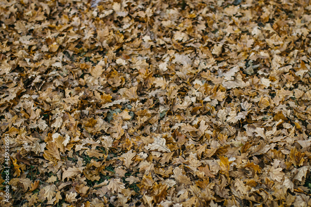 autumn foliage texture autumn foliage texture