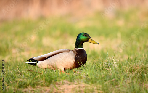 Batch Name Title Errors Status Release Count "new12 11" "Duck photographed in the wild" 0 To Upload 0