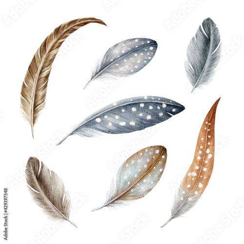 Bird feathers watercolor vector drawing made by hand. Realistic bird  feathers. Detailed colorful feathers of different birds. isolated on  transparent background. Illustration of bird feather 13926838 Vector Art at  Vecteezy