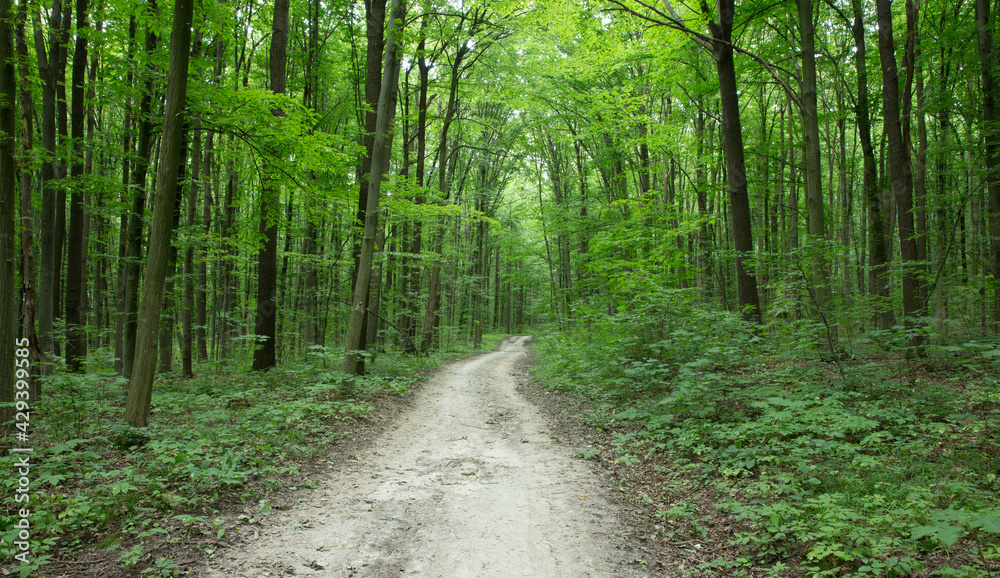 green Forest trees. nature green wood sunlight backgrounds green Forest trees. nature green wood sunlight backgrounds
